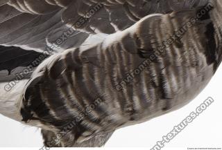 feathers animal 0017